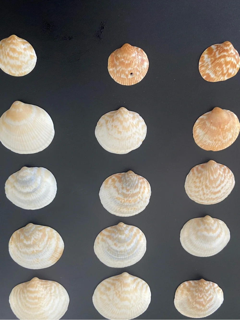 36 Pcs Natural Calico Scallop Seashells Craft Lot Home Decor